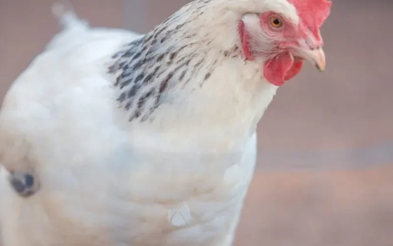 Poule