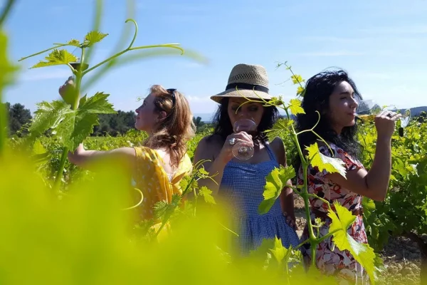 Une destination oenotouristique
