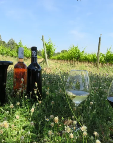 Visites & Excursions autour du vin