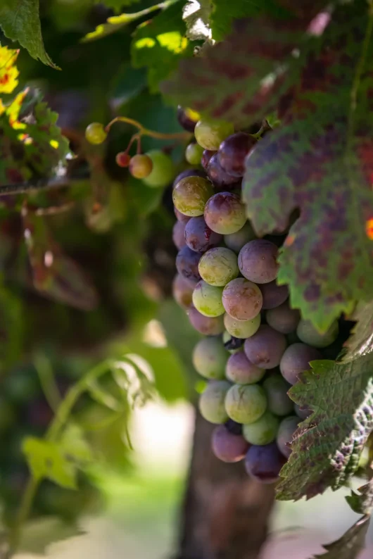Le vignoble & les vins du Grand Carcassonne