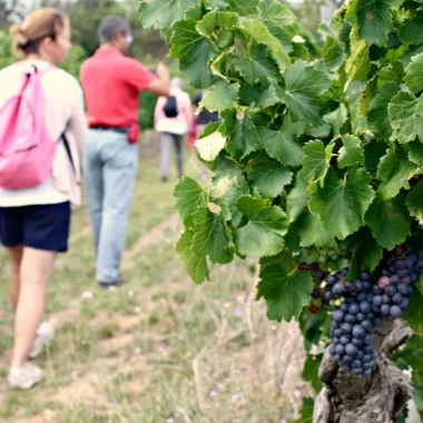 Les balades vigneronnes
