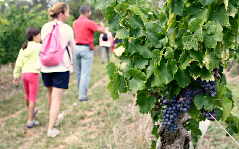 Les balades vigneronnes