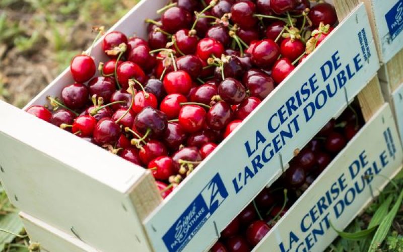 La fête de la cerise