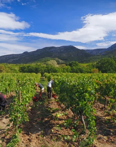 Route des vins en Corbières