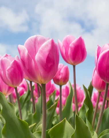 Inspirations de printemps