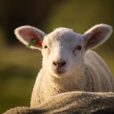 De ferme en ferme